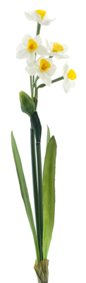 Narcissus Crailo spray cream/yellow 50 cm kunstbloem - Nova nature