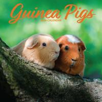 Cavia Kalender 2026 Cavia Kalender 2026
