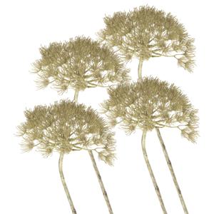 Kunstbloem Berenklauw/Heracleum - Set van 4x stuks - 80 cm - Kunstbloemen boeketten - kunsttak