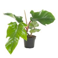 Philodendron Squamiferum - P 13 cm Philodendron Squamiferum - P 13 cm