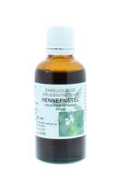 Natura Sanat Galeopsis tetrahit herb / hennepnetel tinctuur Natura Sanat Galeopsis tetrahit herb / hennepnetel tinctuur