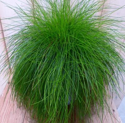 Felgroen gras bol 30 cm - Warentuin natuurlijk
