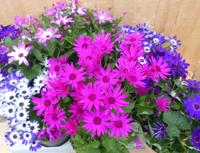 Senetti Senecio 6 potjes per tray kleur mix Warentuin Natuurlijk - Warentuin natuurlijk