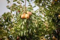 Hoogstam dikke Perenboom