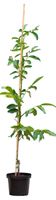 2 stuks! Walnotenboom Coenen Juglans r. Coenen h 162,5 cm st. omtrek 2 cm boom - Warentuin Natuurlijk