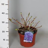 Hydrangea Macrophylla "Hovaria Hopcorn" boerenhortensia - thumbnail