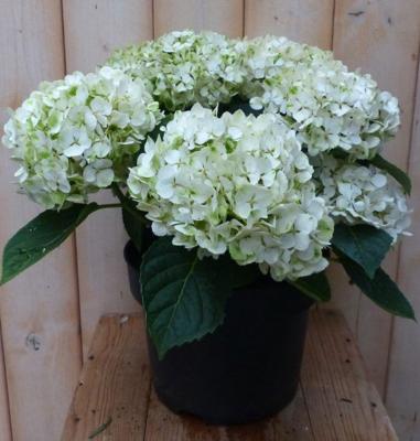 Hortensia Hydrangea wit 40 cm - Warentuin natuurlijk