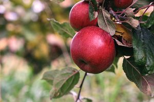 Hoogstam dikke Appelboom