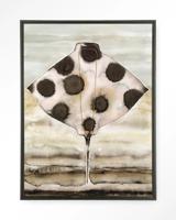 Urban Cotton Wandkleed 'Eagle Ray' 145 x 190cm in Floating Frame - black