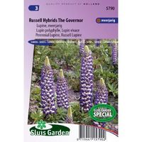 Lupinus zaden Russell Hybrid The Governor lupine - thumbnail