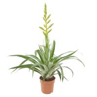 Tillandsia Oerstediana (Bromelia) - P 12 cm Tillandsia Oerstediana (Bromelia) - P 12 cm