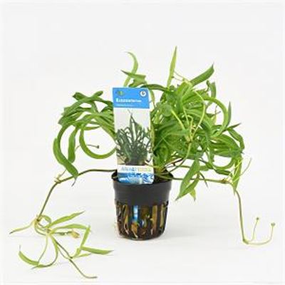 Echinodorus vesuvius
 - 6 stuks - aquarium plant