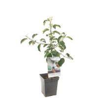 Malus domestica Jonagold Rode handappel Patio fruitplant Fruithof - Fruithof