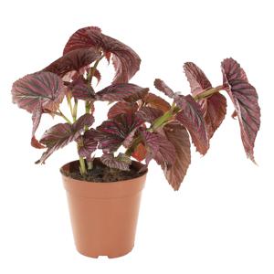 Begonia Brevirimosa &apos;Old school&apos; - P 15 cm