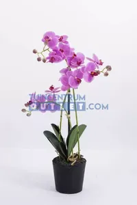 Phalaenopsis 3-tak - 63,5 cm roze