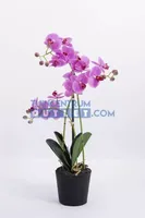 Phalaenopsis 3-tak - 63,5 cm roze - thumbnail
