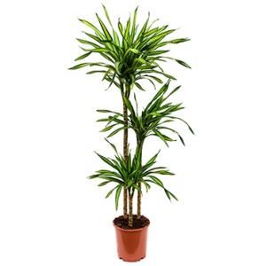 Dracaena riki M kamerplant