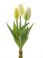 PSO Holland Tulip bundle Sally x3 cream 25 cm kunstbloem - Nova nature