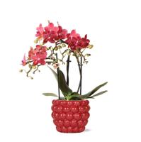 Kolibri Orchids | rode Phalaenopsis orchidee - Congo + Berry sierpot - potmaat Ø9cm - 40cm hoog | bloeiende kamerplant in bloempot - vers van de kweker