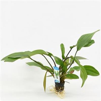Echinodorus impaii - 6 stuks - aquarium plant