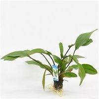 Echinodorus impaii - 6 stuks - aquarium plant - thumbnail