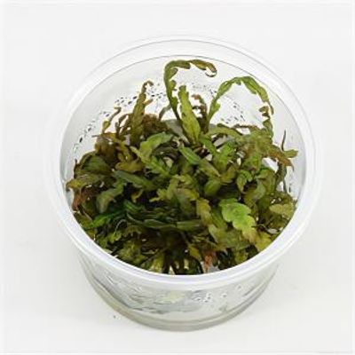Hygrophila pinnatifida - 3 stuks - aquarium plant