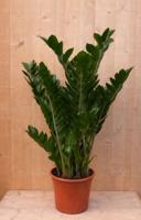 Emerald palm Zamioculcas potmaat 22 cm H60-80 cm kamerplant Warentuin Natuurlijk - Warentuin natuurlijk
