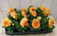 Violen Oranje 12 stuks - Warentuin natuurlijk