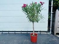 Rode Oleander - op stam - hoogte 80-100 cm
