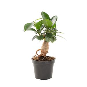 Mini Ficus Ginseng (Microcarpa) - P 6 cm