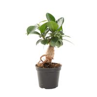 Mini Ficus Ginseng (Microcarpa) - P 6 cm