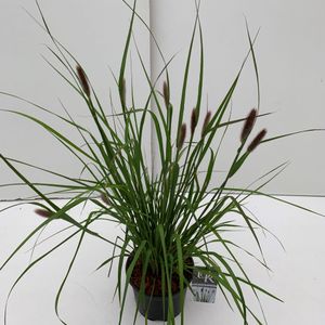Lampenpoetsersgras