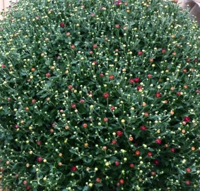 Bol Chrystant mega 80 cm - Warentuin natuurlijk