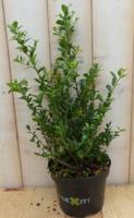 Ilex donker groen - Warentuin natuurlijk