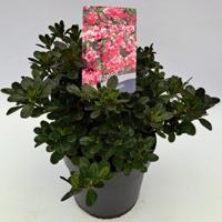 Dwergrhododendron