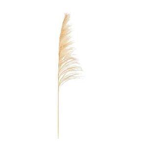 Pampas pluim Sem - wit - 160 cm - Leen Bakker