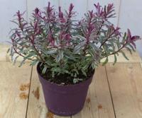 Hebe groenblijvend vaste plant met rood blad - Warentuin natuurlijk
