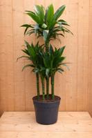 Drakenbloedboom Dracaena Fragrans Janet Lind/Groen H140-160 cm potmaat 27 cm 4 stammen kamerplant Warentuin Natuurlijk - Warentuin natuurlijk