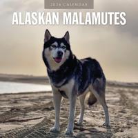 Alaskan Malamute Kalender 2026