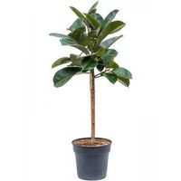 Ficus Elastica Robusta M 140 cm kamerplant - thumbnail