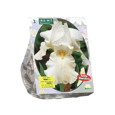 Iris