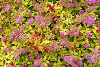 Spierstruik spirea - thumbnail