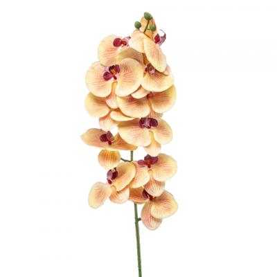 Phalaenopsis