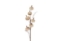 Countryfield pumpkin 50 cm taupe