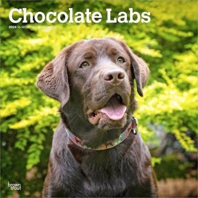 Labrador Retriever Bruin Kalender 2026