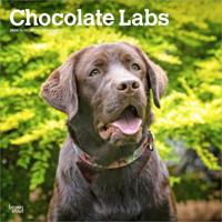 Labrador Retriever Bruin Kalender 2026