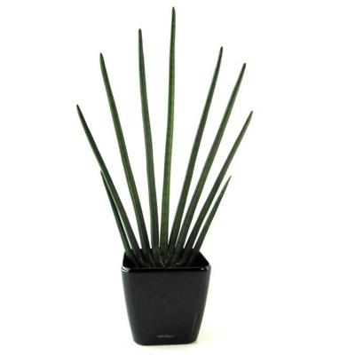 Sansevieria Cylindrica kunstplant 85cm