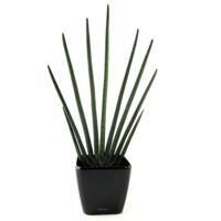 Sansevieria Cylindrica kunstplant 85cm Sansevieria Cylindrica kunstplant 85cm