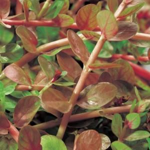 Rotala (Rotala indica) zuurstofplant - 10 stuks