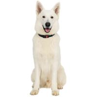 Nobleza Hondenhalsband met kliksluiting - Zwart - Reflecterend - Maat L - 60 cm